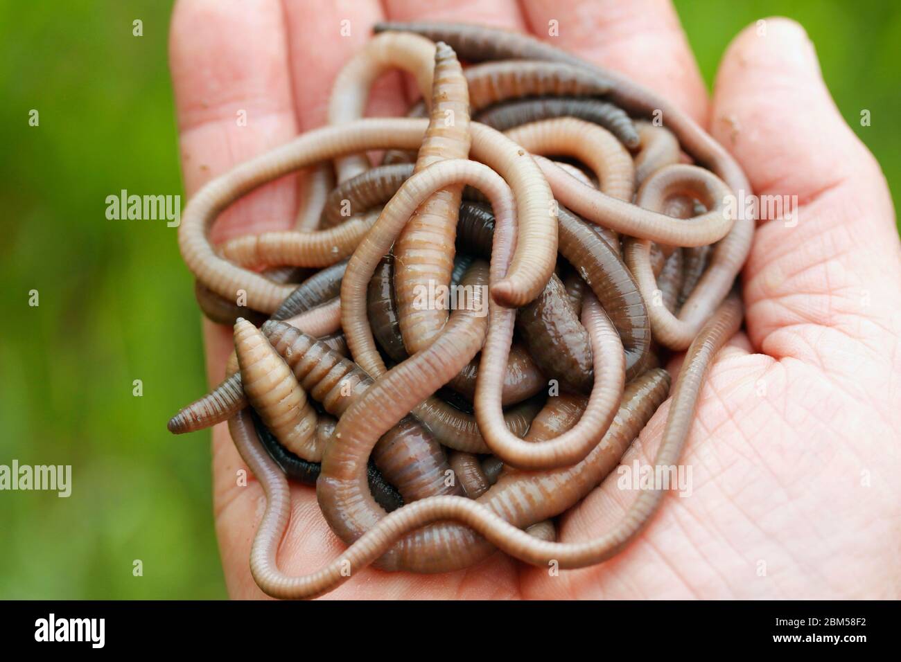 Vers De Terre Banque D Image Et Photos Alamy