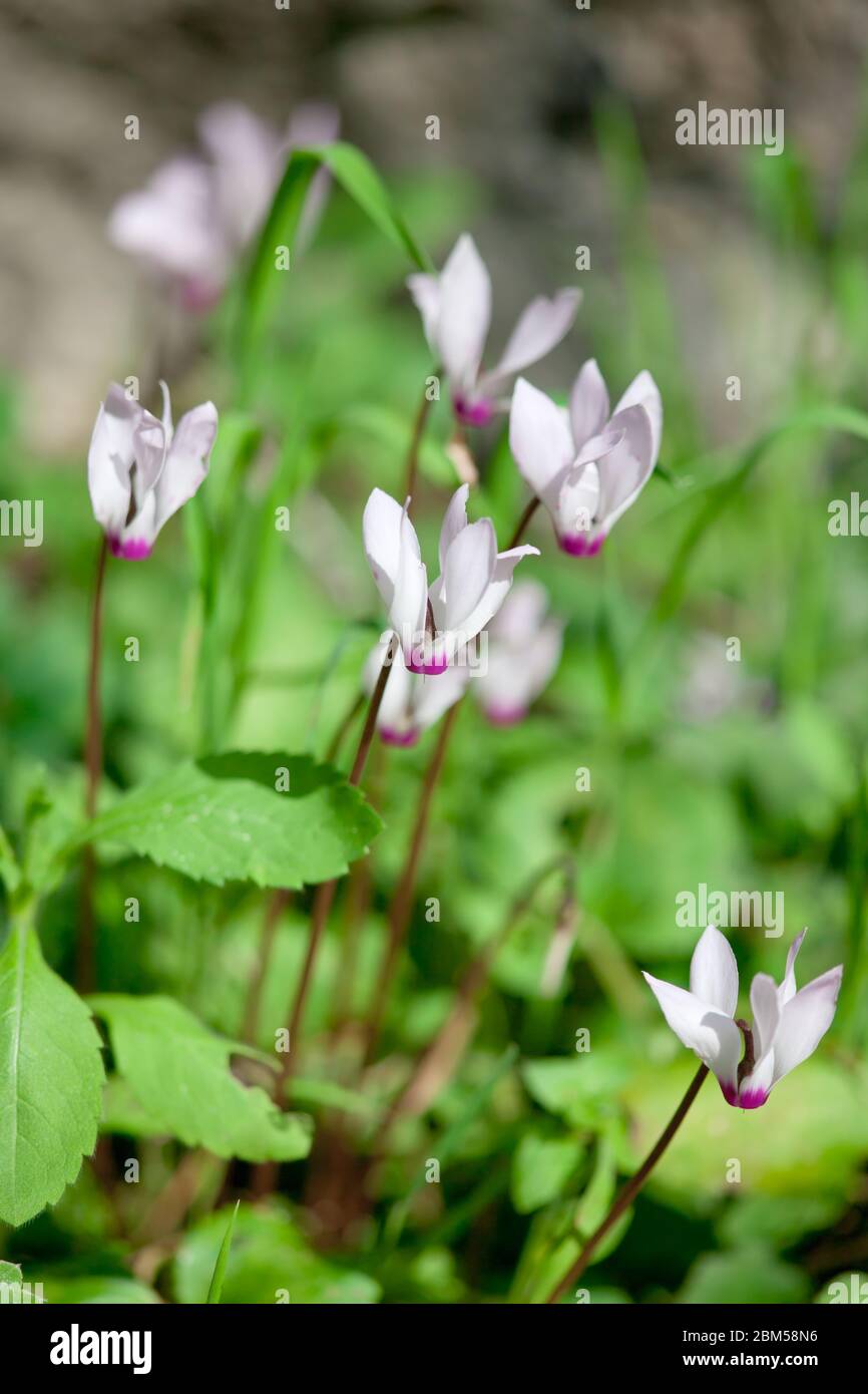 Cyclamen rose sauvage sur fond de roche gros plan Banque D'Images