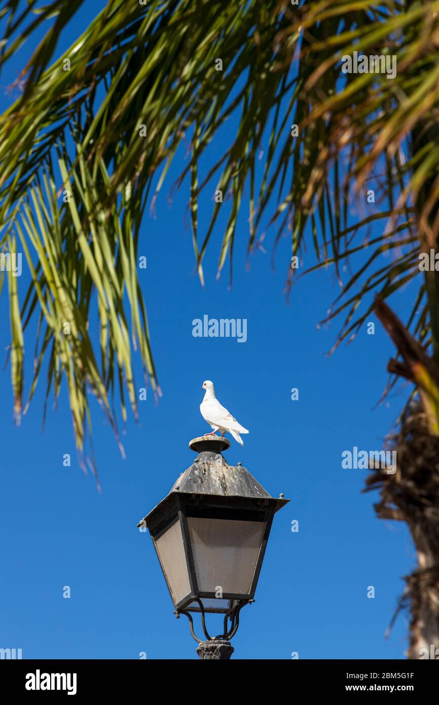 Pigeon blanc, colombe, sur un lambeau contre un ciel bleu à Playa del Duque pendant l'état d'urgence Covid 19 à Costa Adeje, Tenerife, Iles Canaries Banque D'Images