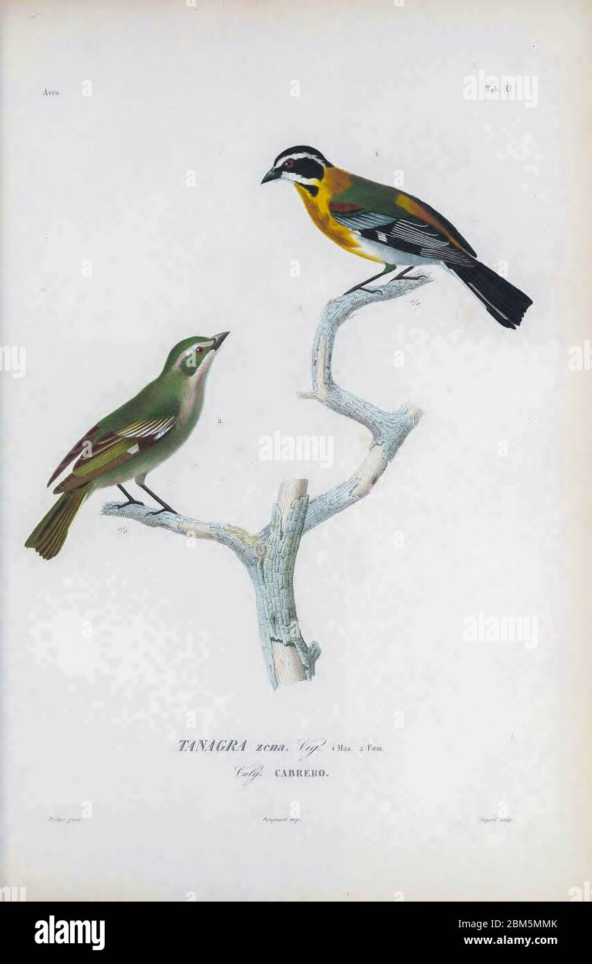 Oiseaux du Cube 1838 la sindalis occidentale (Spindalis zena [ici Tanagra zena]) est une espèce de passereau. Extrait du livre Histoire physique, politique et naturelle de l'ile de Cuba [Histoire physique, politique et naturelle de l'île de Cuba] de Sagra, Ramón de la, 1798-1871; Orbigny, Alcide Dessalines d'Ile, 1802-1857 Date de publication 1838 Editeur Paris : A. Bertrand Banque D'Images