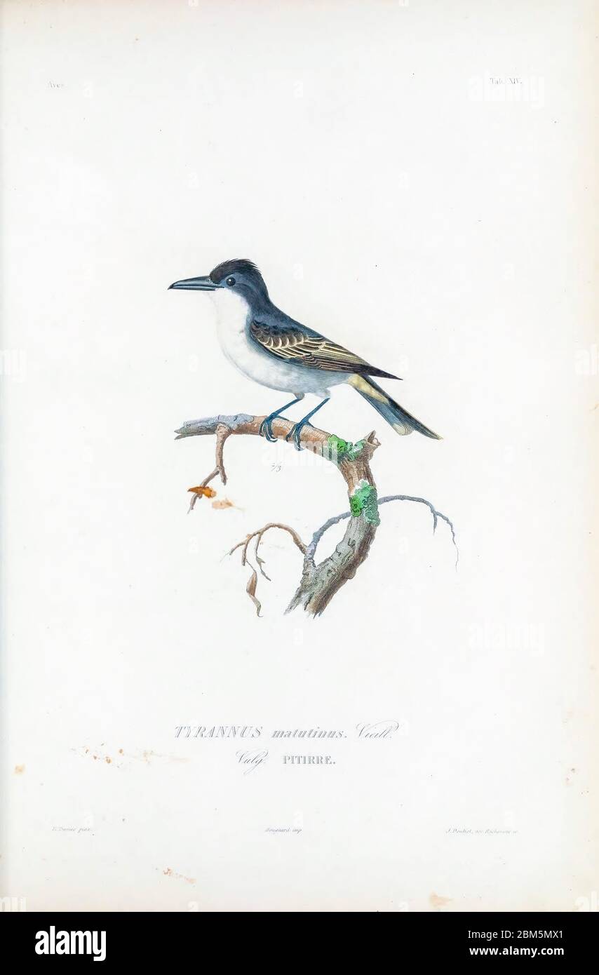 Oiseaux du Cube 1838 oiseau de l'est (Tyrannus tyrannus [ici comme Tyrannus matutinus]) du livre Histoire physique, politique et naturelle de l'ile de Cuba [Histoire physique, politique et naturelle de l'île de Cuba] par Sagra, Ramón de la, 1798-1871; Orbigny, Alcide Dessalines d', 1802-1857 Date de publication 1838 Editeur Paris : A. Bertrand Banque D'Images