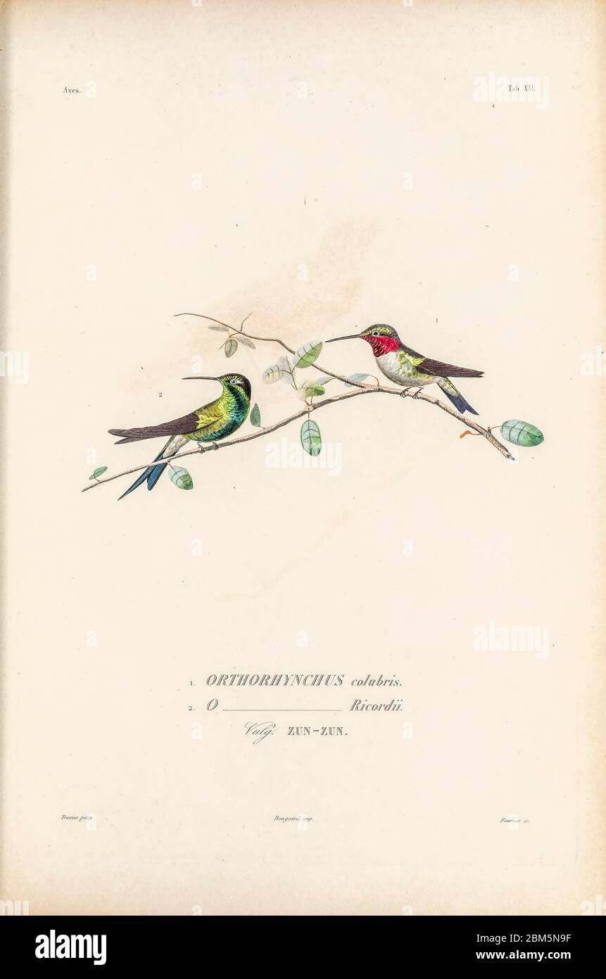 Oiseaux du Cube 1838 Orthorhynchus colubris et Orthorhynchus ricordii (Zun-Zun ou colibris) du livre Histoire physique, politique et naturelle de l'ile de Cuba [Histoire physique, politique et naturelle de l'île de Cuba] par Sagra, Ramón de la, 1798-1871; Orbigny, Alcide Dessalines d', 1802-1857 Date de publication 1838 Editeur Paris : A. Bertrand Banque D'Images