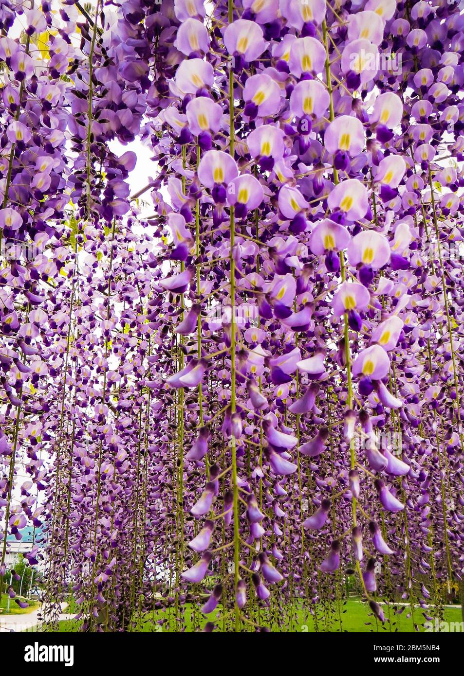 Belles fleurs de glycine mauve au printemps en fleurs jardin Banque D'Images