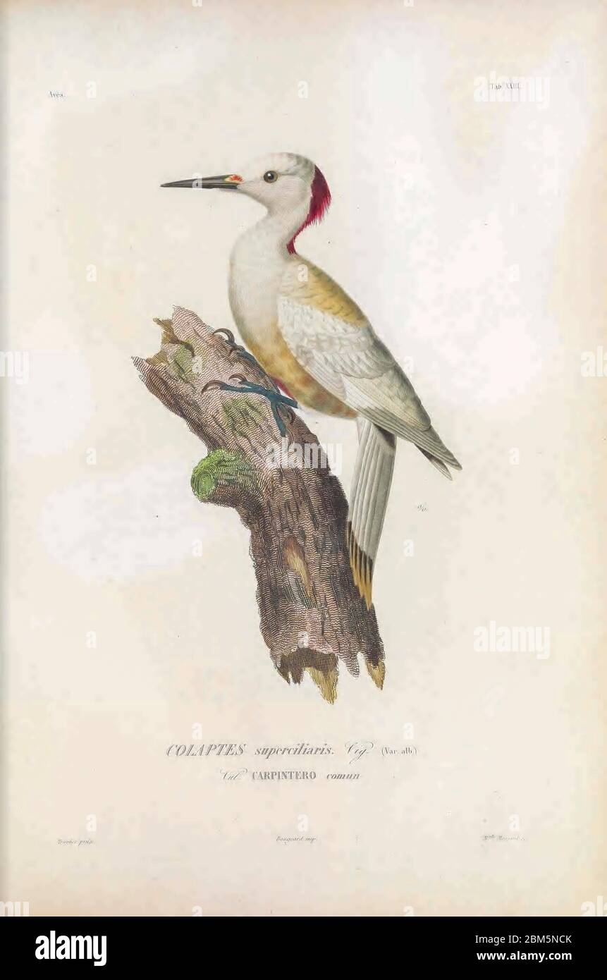 Oiseaux du Cube 1838 Colaptes est un genre d'oiseaux de la famille des pics à bois Picidae. Extrait du livre Histoire physique, politique et naturelle de l'ile de Cuba [Histoire physique, politique et naturelle de l'île de Cuba] de Sagra, Ramón de la, 1798-1871; Orbigny, Alcide Dessalines d'Ile, 1802-1857 Date de publication 1838 Editeur Paris : A. Bertrand Banque D'Images