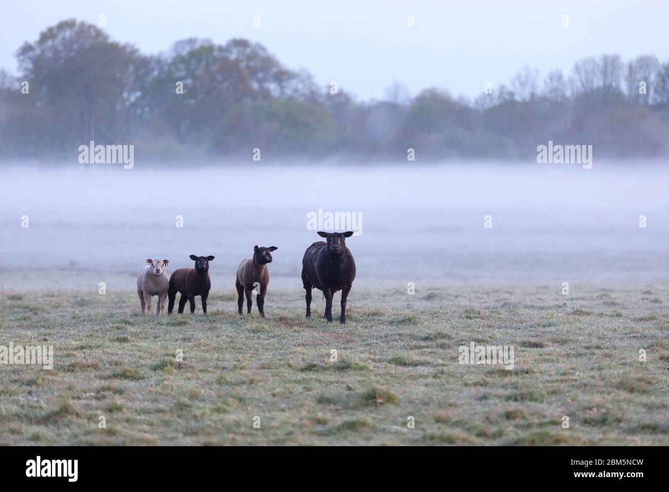 Famille de moutons sur pâturage brumeux le matin, pays-Bas Banque D'Images