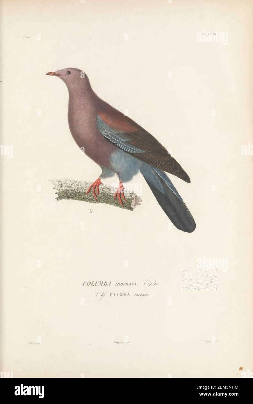 Oiseaux du Cube 1838 le pigeon de plaine (Patagioenas inornata syn Columba inornata) est une espèce d'oiseau de la famille des Columbidae. On le trouve à Cuba, en République dominicaine, en Haïti, en Jamaïque et à Porto Rico. Ses habitats naturels sont la forêt, les bois, le désert côtier, la mangrove et les zones marécageuses. Il est menacé par la perte d'habitat. Extrait du livre Histoire physique, politique et naturelle de l'ile de Cuba [Histoire physique, politique et naturelle de l'île de Cuba] de Sagra, Ramón de la, 1798-1871; Orbigny, Alcide Dessalines d'Ile, 1802-1857 Date de publication 1838 Editeur Paris : A. Bertrand Banque D'Images