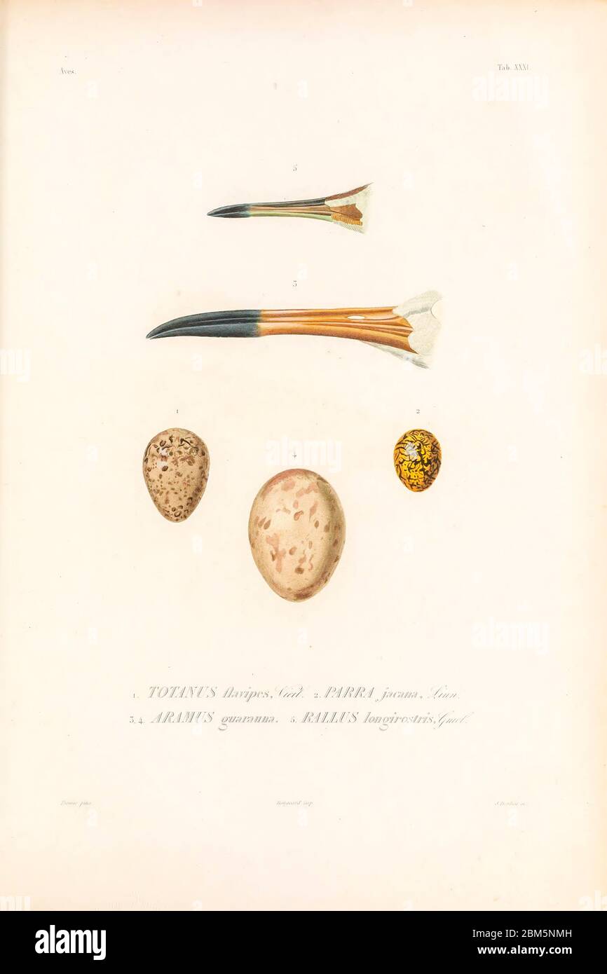 Oiseaux du Cube 1838 du livre Histoire physique, politique et naturelle de l'ile de Cuba [Histoire physique, politique et naturelle de l'île de Cuba] par Sagra, Ramón de la, 1798-1871; Orbigny, Alcide Dessalines d'Or, 1802-1857 Date de publication 1838 Editeur Paris : A. Bertrand Banque D'Images