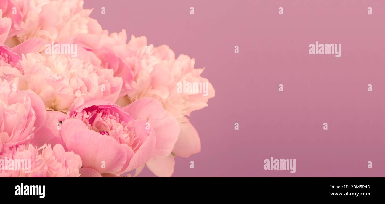 bouquet de pivoines en fleur sur fond rose Banque D'Images