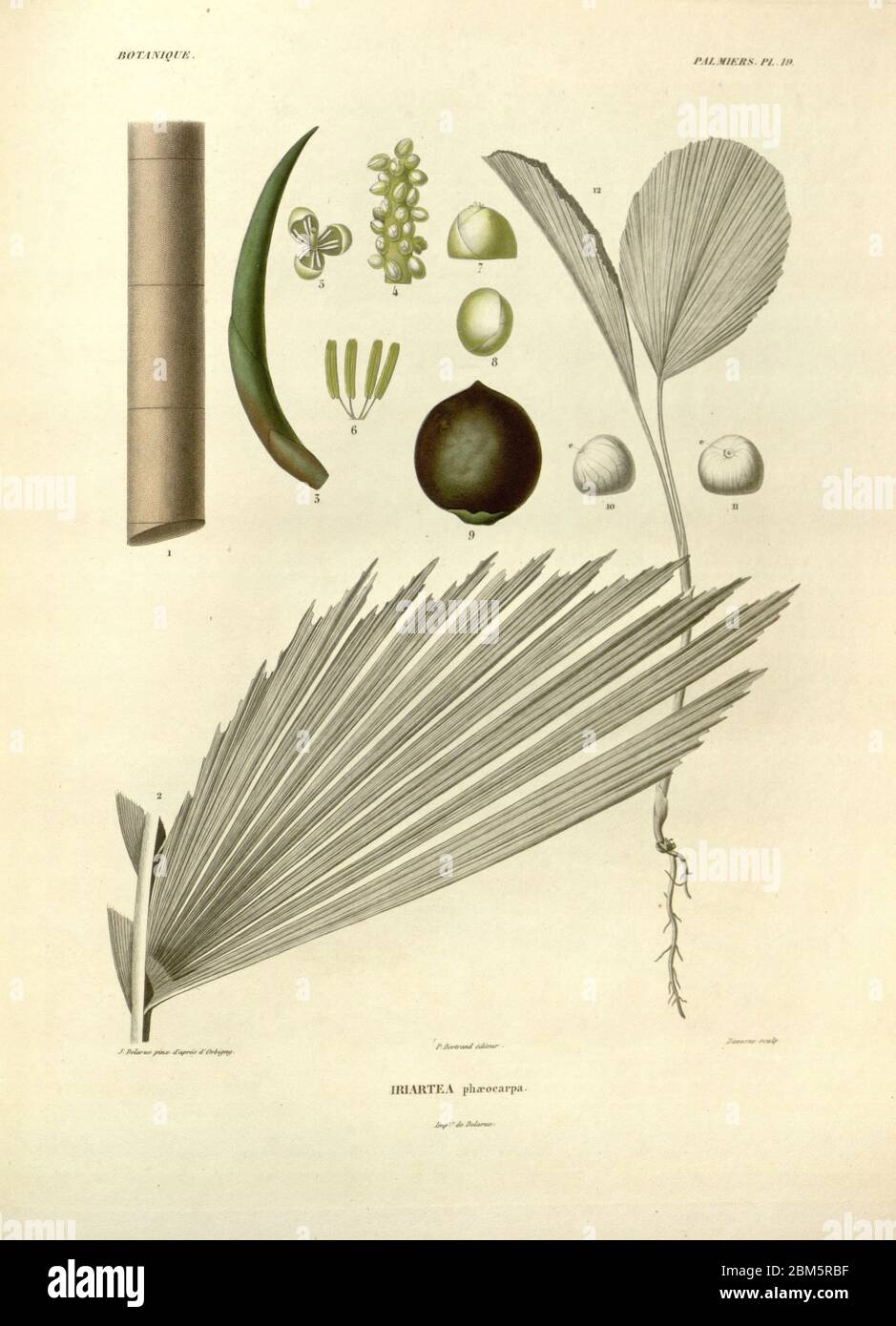 Détails de la reproduction des palmier organes, fruits, fleurs et feuilles du livre 'Voyage dans l'Amérique Méridionale' [Journey to South America: (Brésil, République orientale de l'Uruguay, République Argentine, Patagonie, république du Chili, république de Bolivie, république du Pérou), exécutée au cours des années 1826-1833] par : Orbigny, Alcide Dessalines d', 1802-1857; montagne, Jean François Camille, 1784-1866; Martius, Karl Friedrich Philipp von, 1794-1868 publié Paris :chez Pitois-Levrault et cté ... ;1835-1847 Banque D'Images