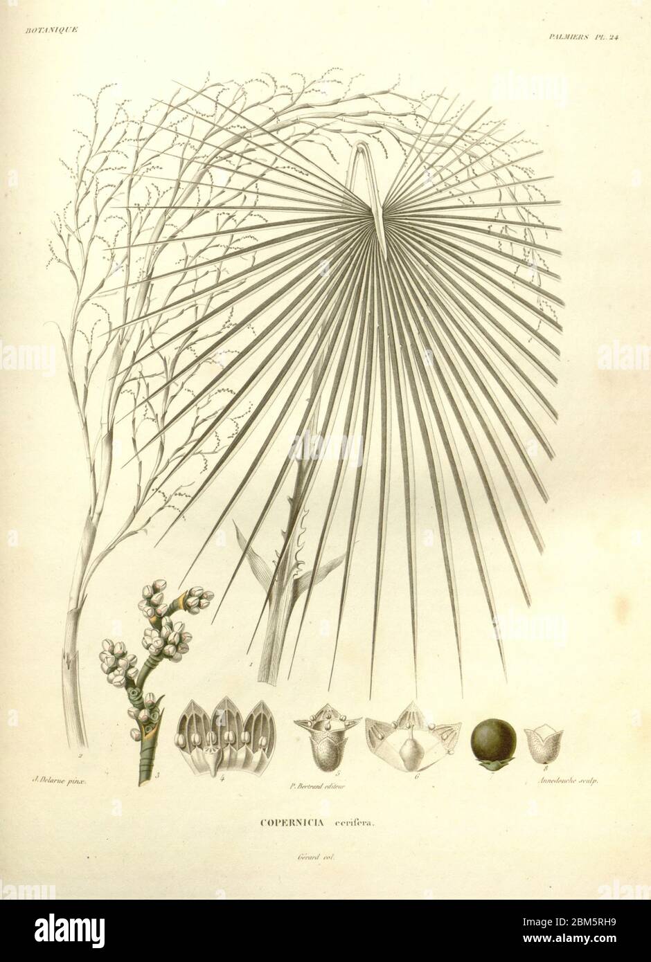 Détails de la reproduction des palmier organes, fruits, fleurs et feuilles du livre 'Voyage dans l'Amérique Méridionale' [Journey to South America: (Brésil, République orientale de l'Uruguay, République Argentine, Patagonie, république du Chili, république de Bolivie, république du Pérou), exécutée au cours des années 1826-1833] par : Orbigny, Alcide Dessalines d', 1802-1857; montagne, Jean François Camille, 1784-1866; Martius, Karl Friedrich Philipp von, 1794-1868 publié Paris :chez Pitois-Levrault et cté ... ;1835-1847 Banque D'Images