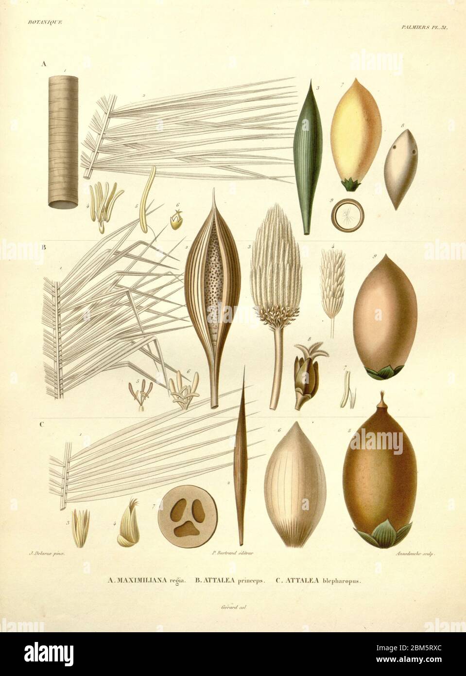 Détails de la reproduction des palmier organes, fruits, fleurs et feuilles du livre 'Voyage dans l'Amérique Méridionale' [Journey to South America: (Brésil, République orientale de l'Uruguay, République Argentine, Patagonie, république du Chili, république de Bolivie, république du Pérou), exécutée au cours des années 1826-1833] par : Orbigny, Alcide Dessalines d', 1802-1857; montagne, Jean François Camille, 1784-1866; Martius, Karl Friedrich Philipp von, 1794-1868 publié Paris :chez Pitois-Levrault et cté ... ;1835-1847 Banque D'Images