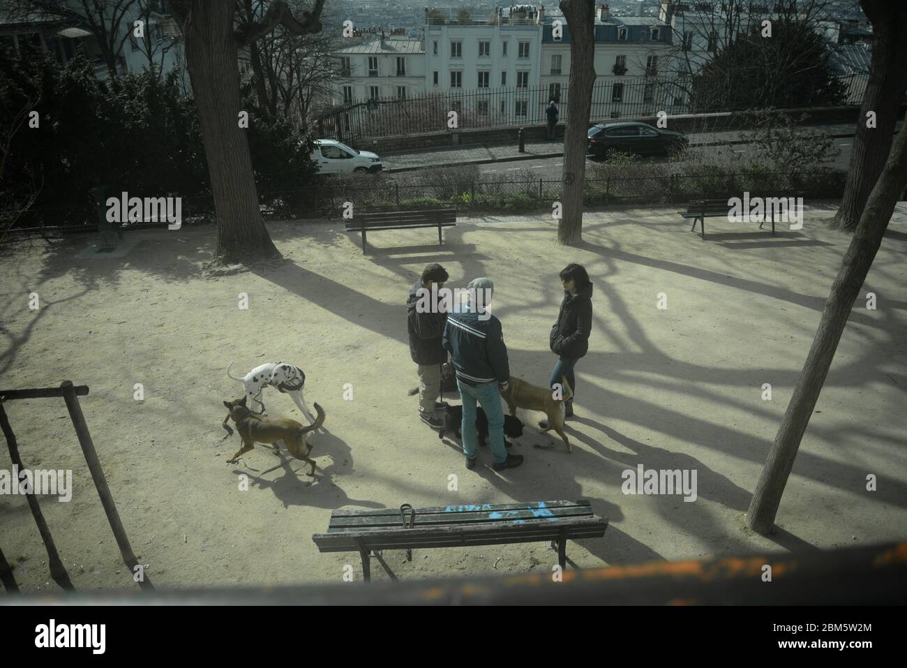 Chiens de paris Banque de photographies et d’images à haute résolution Alamy