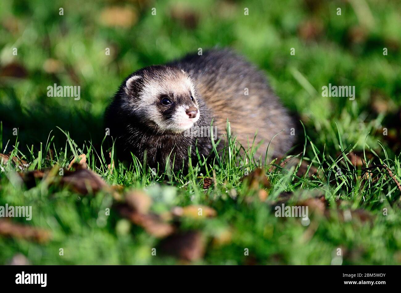 Furet chasse le long de haie Banque D'Images