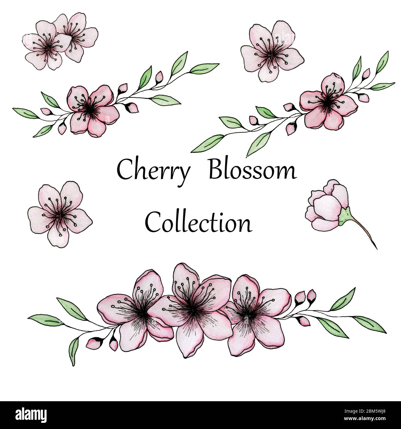 illustration florale avec fleurs de sakura ou de cerisier, dessin à lencre  et au crayon de fleurs de cerisier, collection florale de sakura Photo  Stock - Alamy