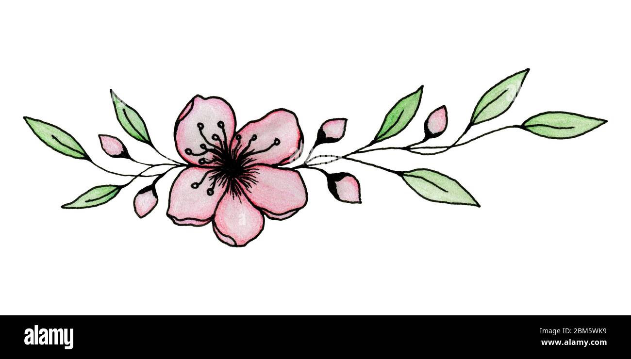 dessin à l'encre et au crayon de sakura ou fleur de cerisier isolé sur