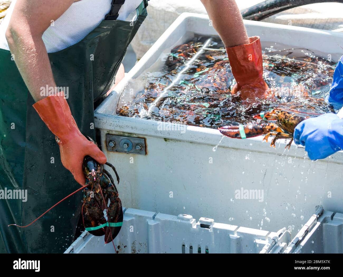 Un pêcheur de homard du Maine qui atteint un bac d'eau et de homards vivants afin de trier les homards dans des bacs à vendre au marché. Banque D'Images