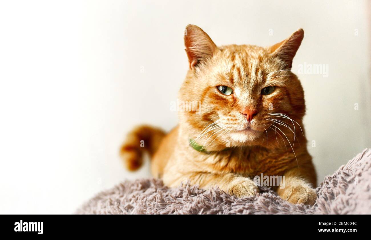 Magnifique Chat Au Gingembre Chat Sur Fond Blanc Isole Le Chat Rouge Repose Sur Un Jouet Doux Espace Libre Pour Le Texte Photo Stock Alamy