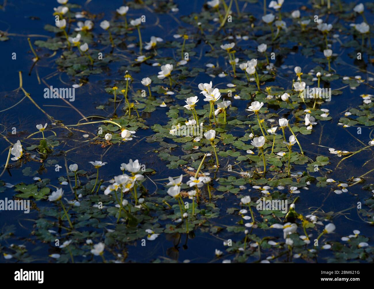 Langenherbau, Allemagne. 06e mai 2020. Le butterbutter commun (Ranunculus aquatilis) est une espèce de plante aquatique de la famille des butterbutter. Credit: Patrick Pleul/dpa-Zentralbild/ZB/dpa/Alay Live News Banque D'Images