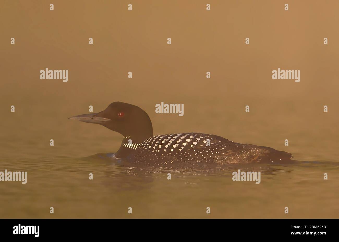 Le Loon commun (Gavia immer) nageant dans la brume de lever du soleil tôt le matin sur le lac Wilson, que, Canada Banque D'Images