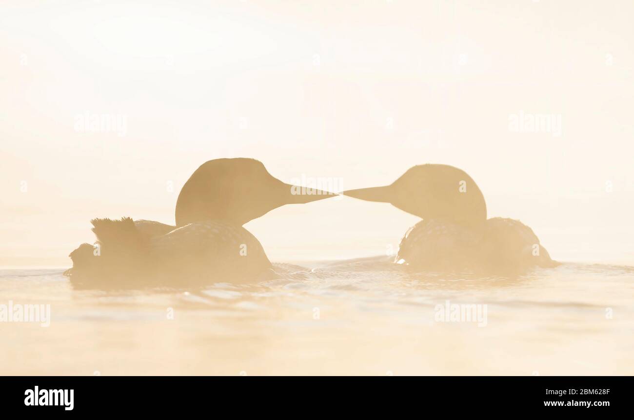 Les huards communs (Gavia immer) nageant dans la brume de lever du soleil tôt le matin sur le lac Wilson, que, Canada Banque D'Images