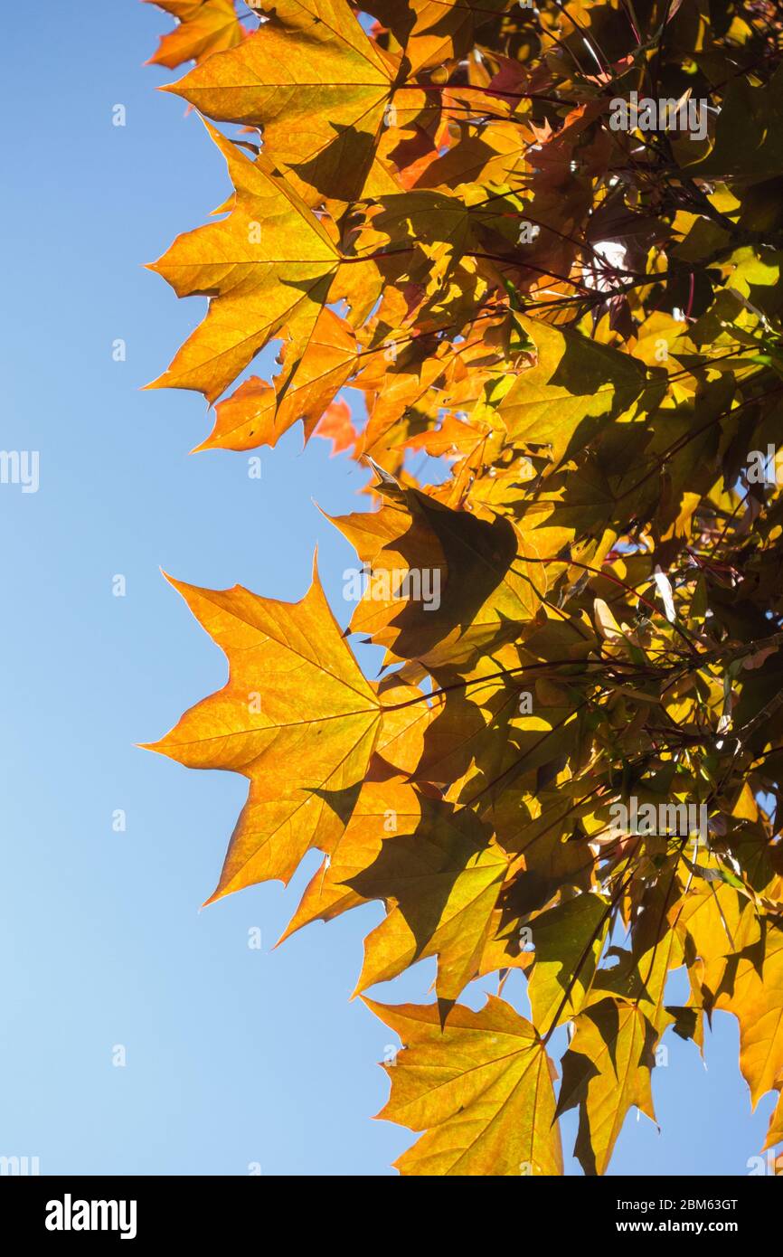 Palmate doré sucre feuilles d'érable ensemble contre un ciel bleu Banque D'Images