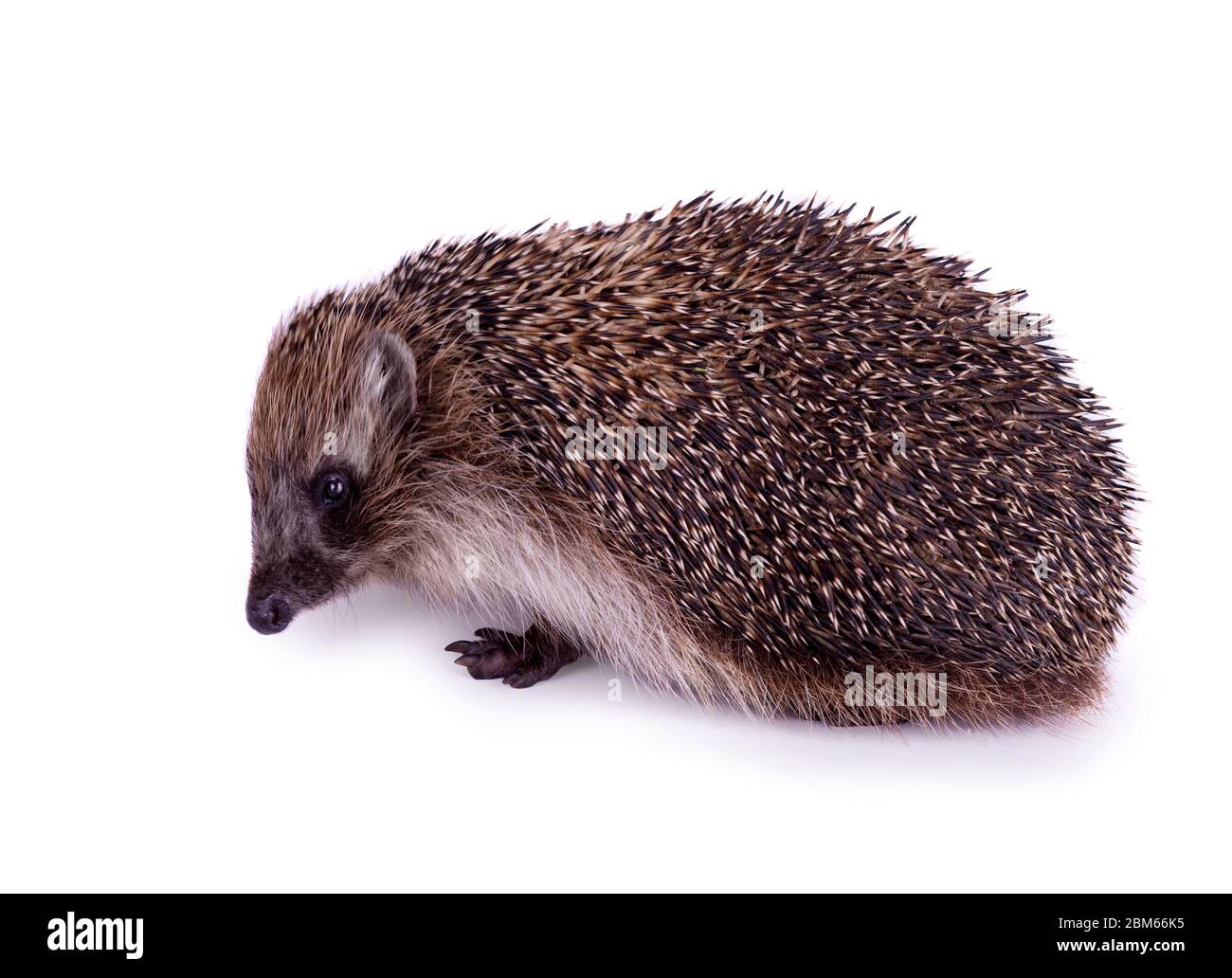 Herisson Bebe Mignon Banque D Image Et Photos Alamy Herisson Bebe Mignon Banque D Image Et Photos Alamy