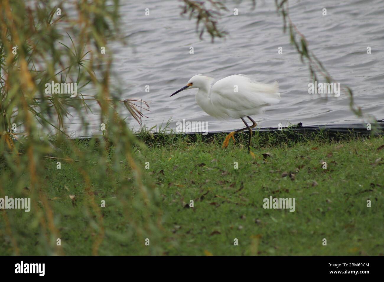 petit héron blanc à la recherche de nourriture dans un lac Banque D'Images