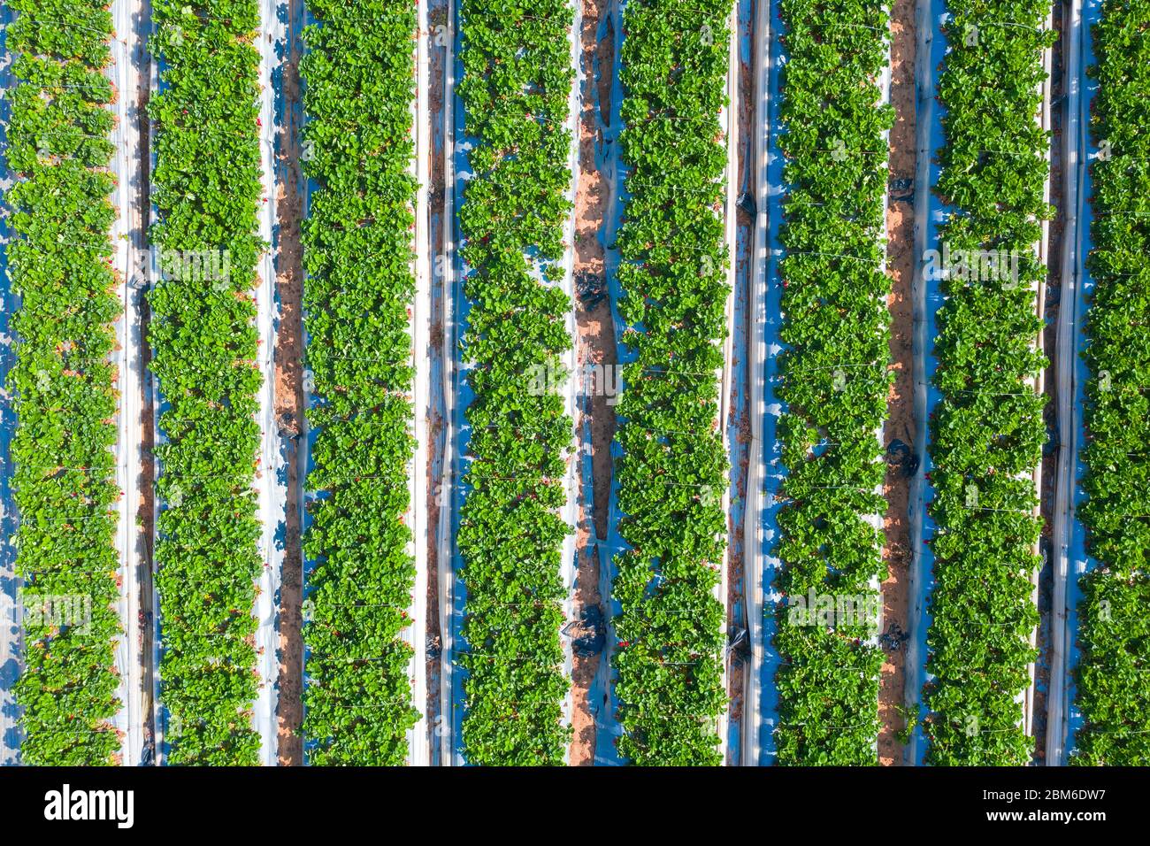 Champ de fraises, lignes de plantes vertes mûres pleines de fraises rouges prêtes à cueillir dans une ferme, vue aérienne. Banque D'Images