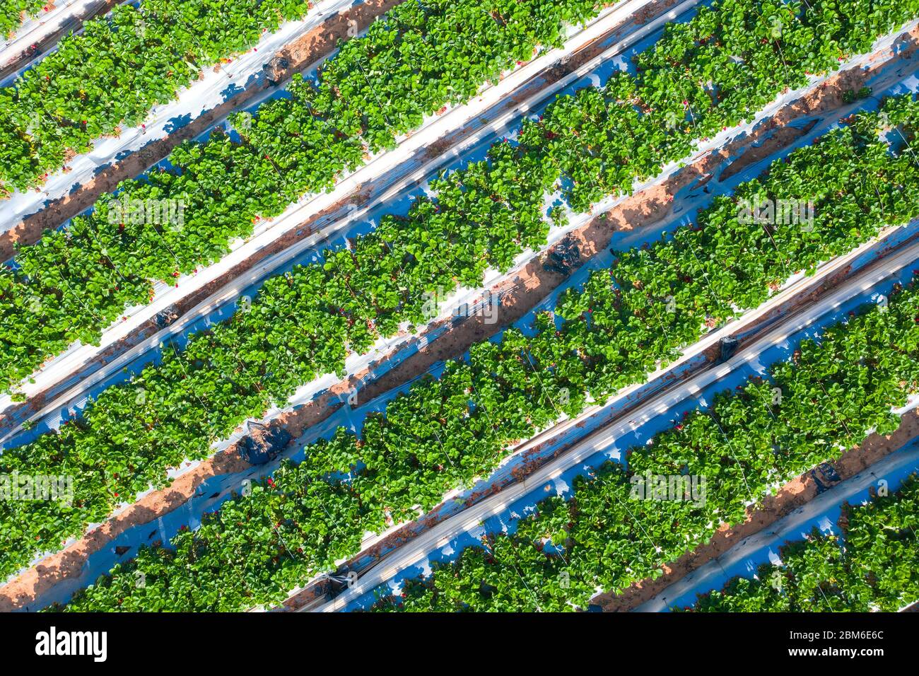 Champ de fraises, lignes de plantes vertes mûres pleines de fraises rouges prêtes à cueillir dans une ferme, vue aérienne. Banque D'Images