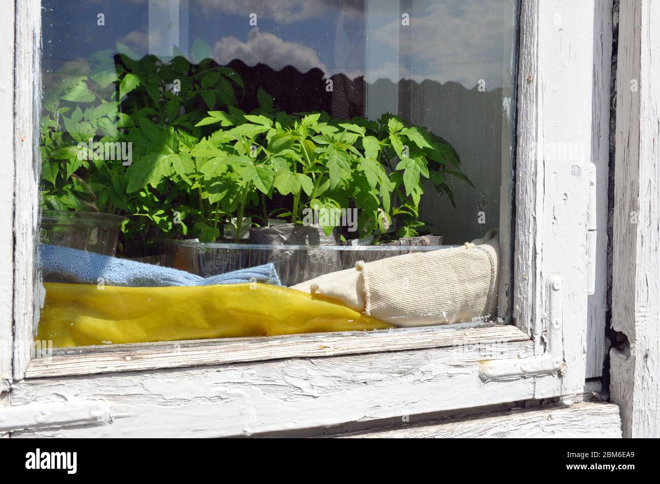 Des plants de tomates en plateaux à la maison sur le rebord de la fenêtre. Gros plan. Banque D'Images