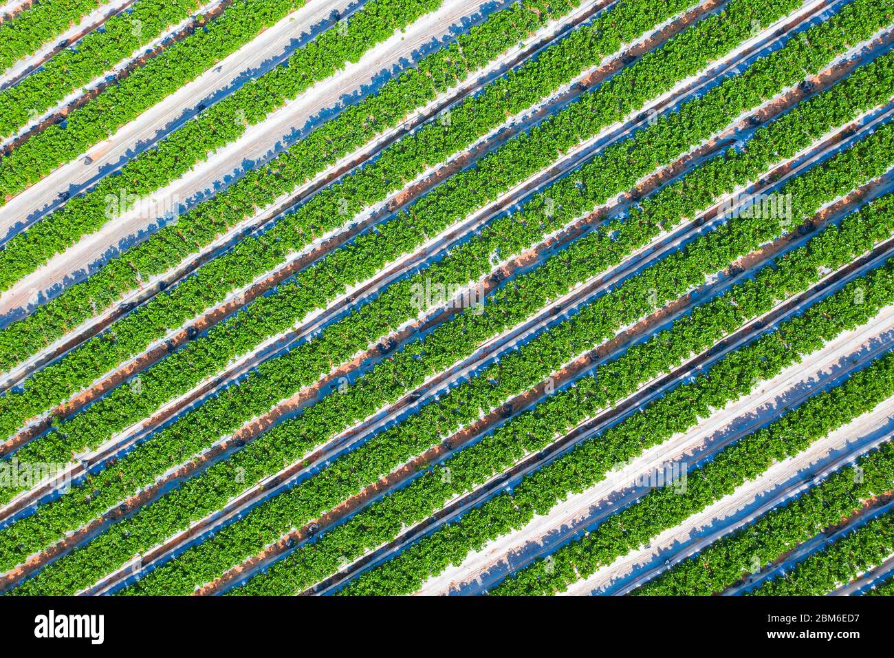 Champ de fraises, lignes de plantes vertes mûres pleines de fraises rouges prêtes à cueillir dans une ferme, vue aérienne. Banque D'Images