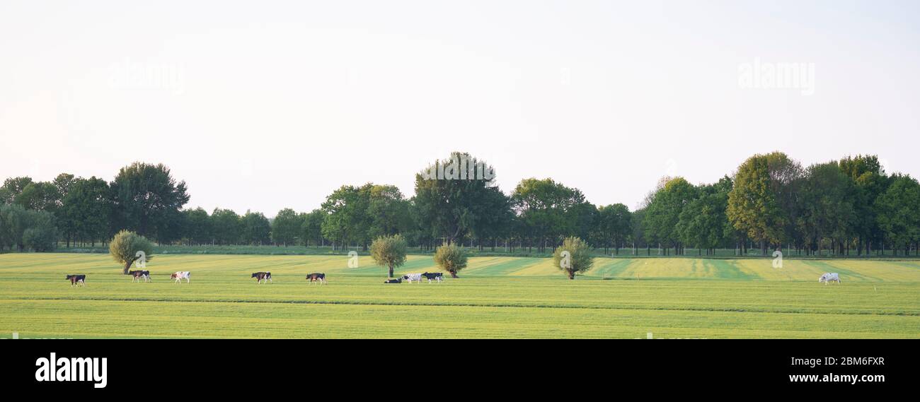 rangée de vaches tachetées dans un pré vert dans le middel des pays-bas près d'utrecht Banque D'Images