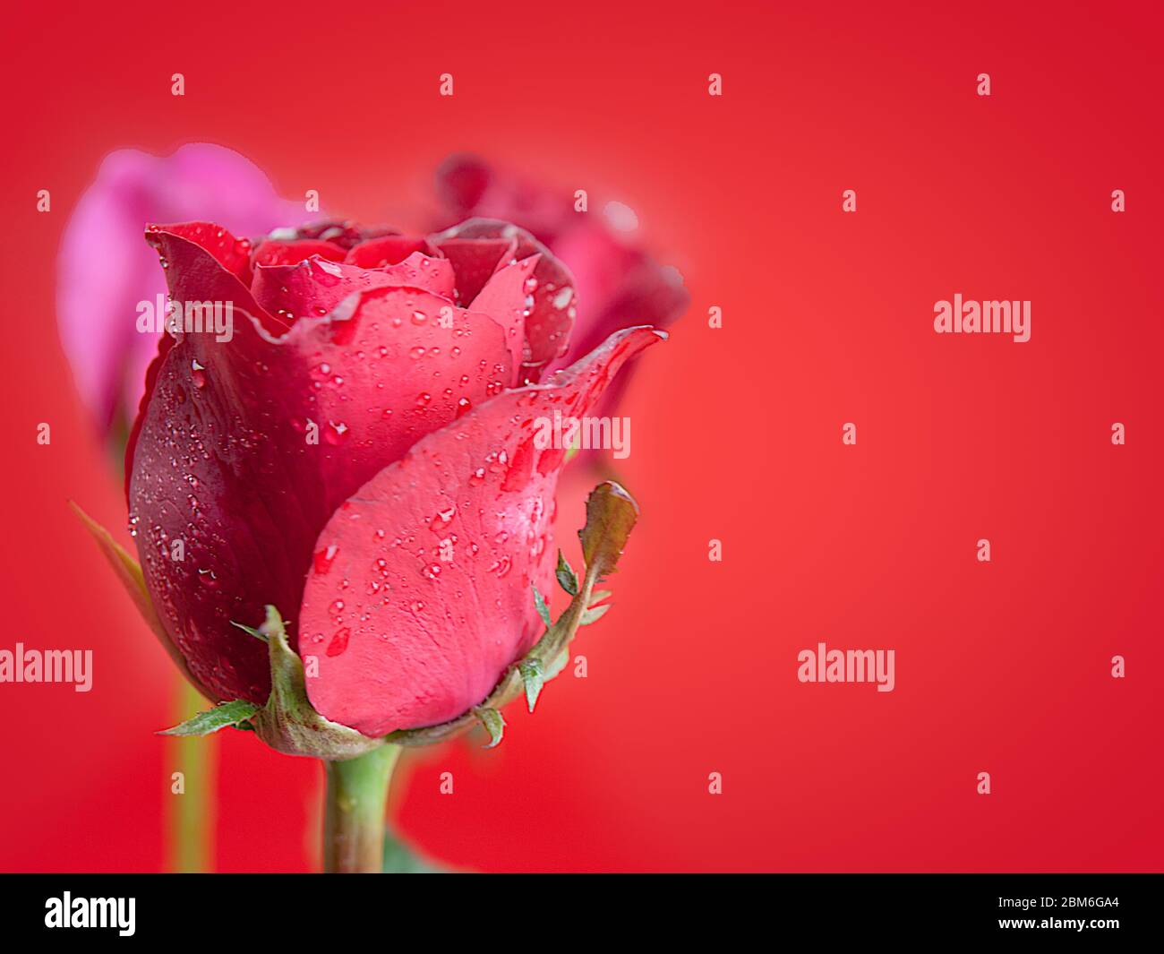 Roses le jour de la Saint-Valentin, mis sur un fond rouge. Banque D'Images