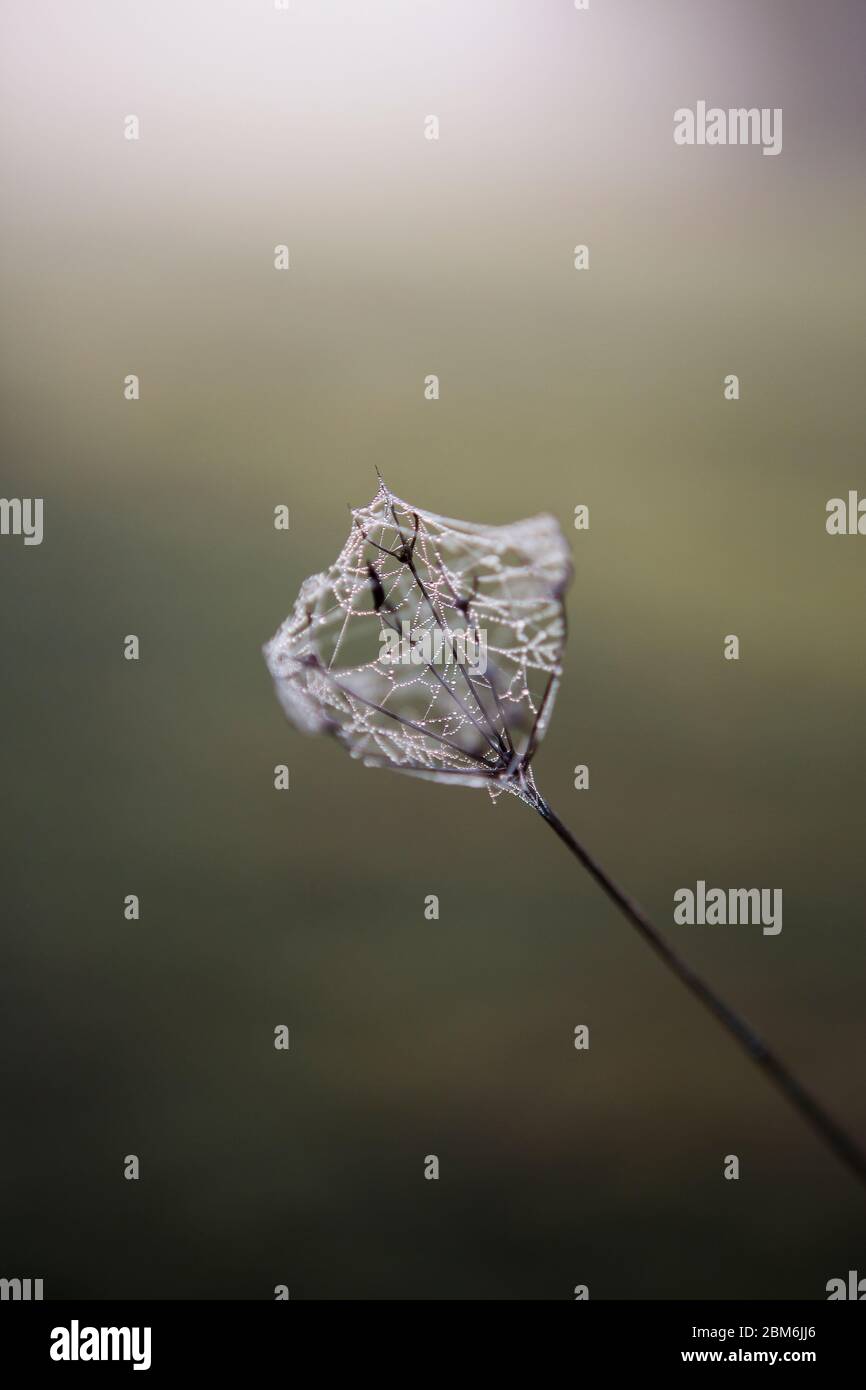 Les gouttelettes d'eau de rosée collent à la toile d'araignée enveloppée autour d'une tête de semence de persil de vache le matin d'hiver dans la campagne du Kent, au Royaume-Uni Banque D'Images