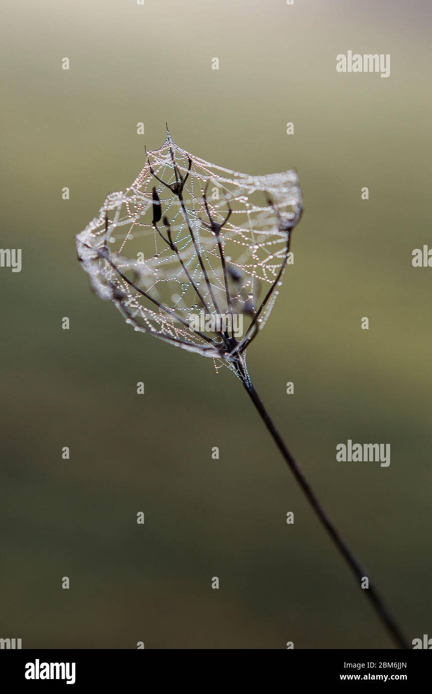 Les gouttelettes d'eau de rosée collent à la toile d'araignée enveloppée autour d'une tête de semence de persil de vache le matin d'hiver dans la campagne du Kent, au Royaume-Uni Banque D'Images