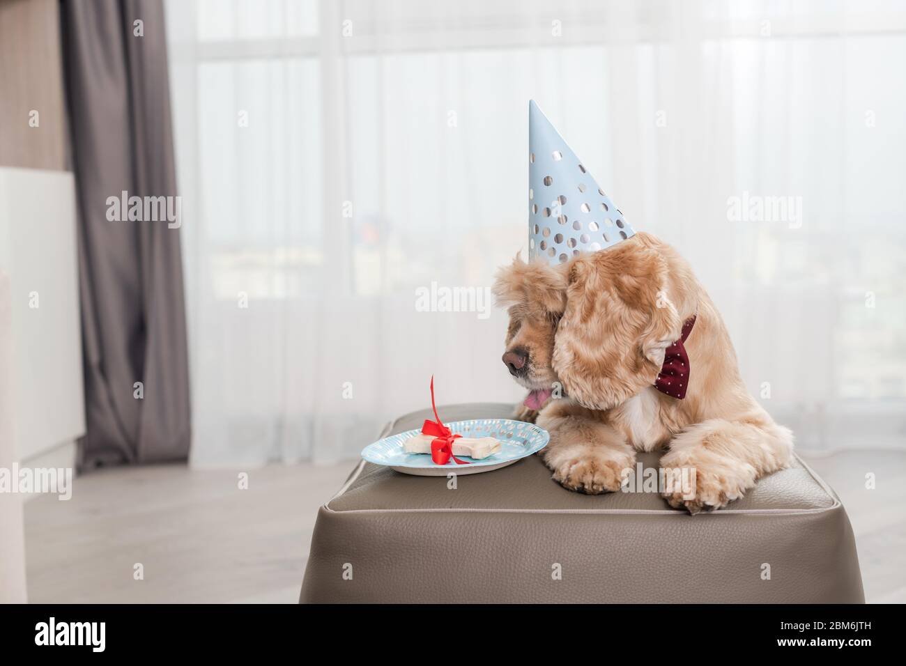 Joyeux Anniversaire Cocker Spaniel A Eu Un Cadeau D Os Photo Stock Alamy