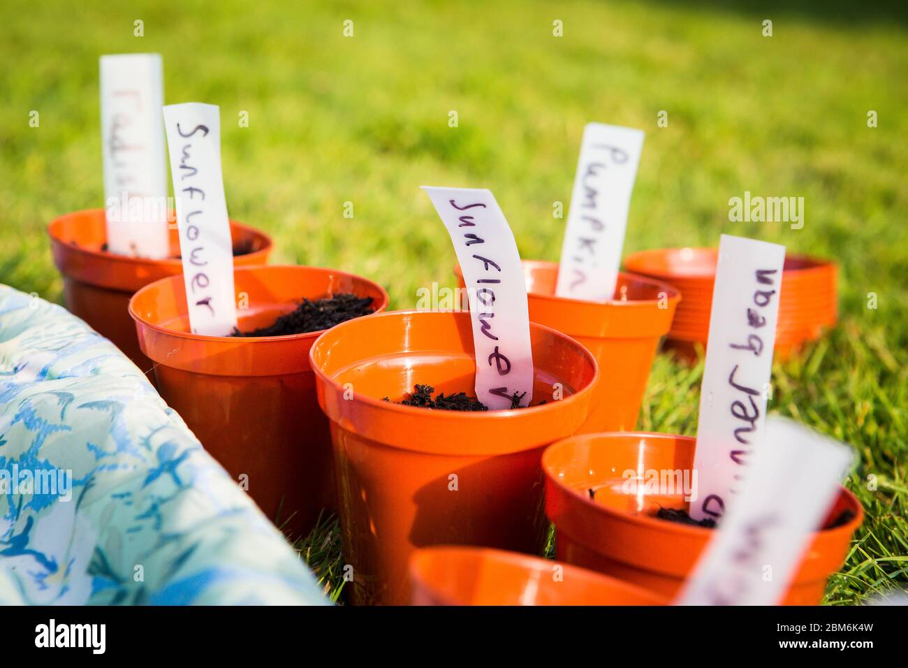 Semences plantées par des enfants dans des pots de plantes et étiquetées avec l'écriture manuscrite des enfants dans le Kent, au Royaume-Uni Banque D'Images