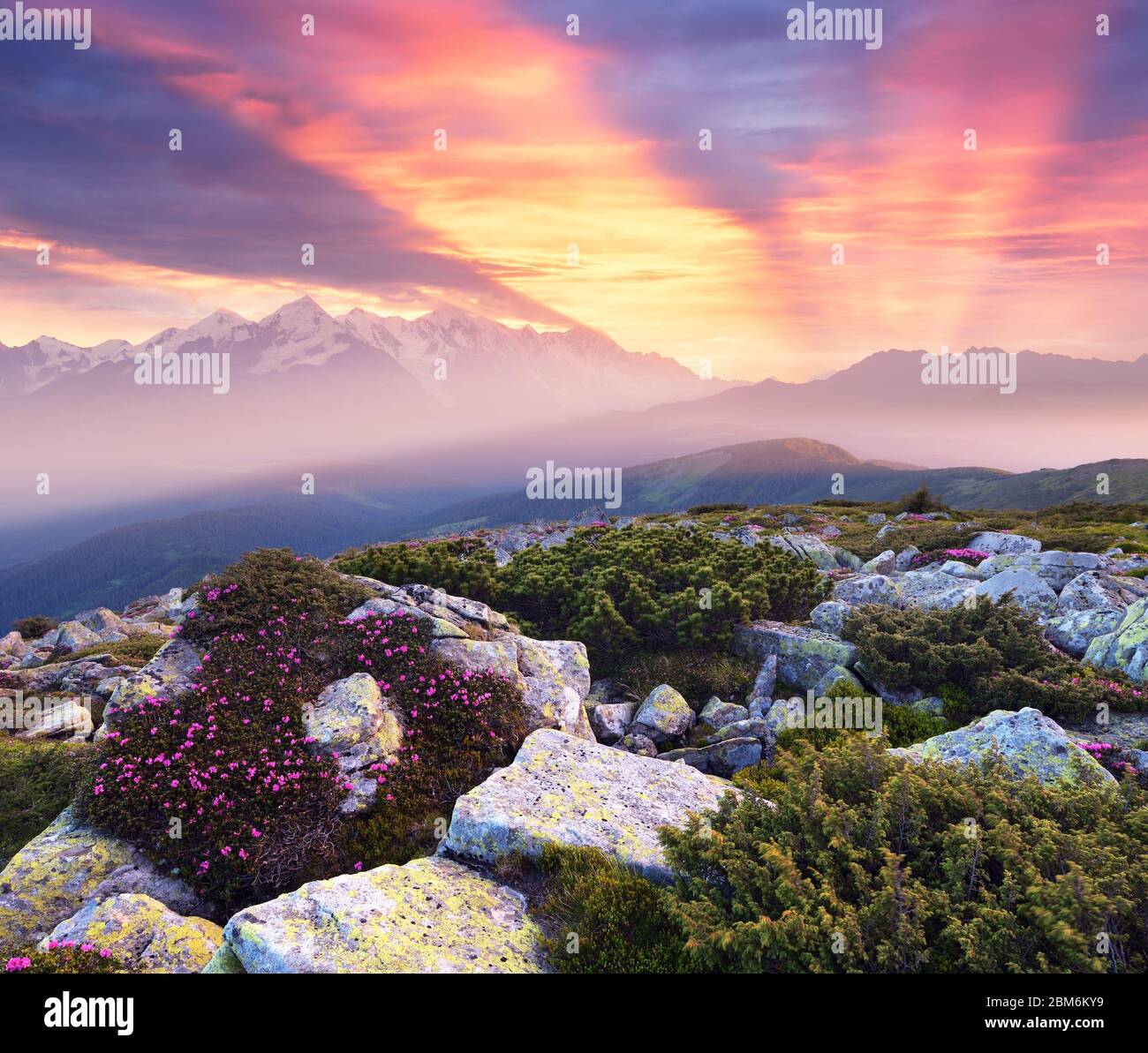 Paysage d'été avec des fleurs roses. Beau lever de soleil dans les montagnes. Les rayons du soleil dans les nuages. Pierres recouvertes de lichen et de pin alpin Banque D'Images