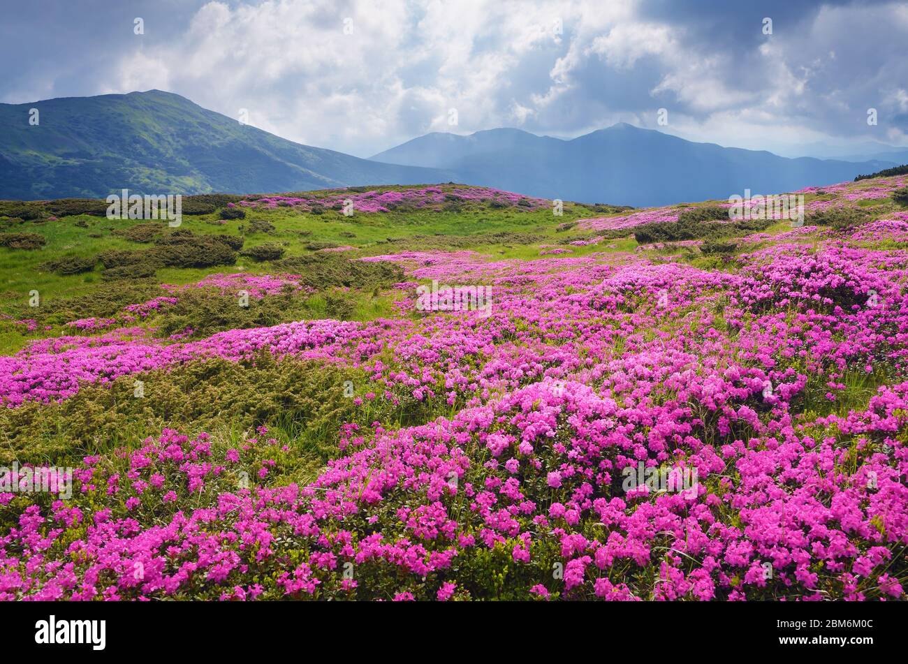 Paysage de montagne avec un grand pré de fleurs roses. Rhododendron en pleine floraison par temps nuageux. Montagnes Carpathian, Ukraine Banque D'Images