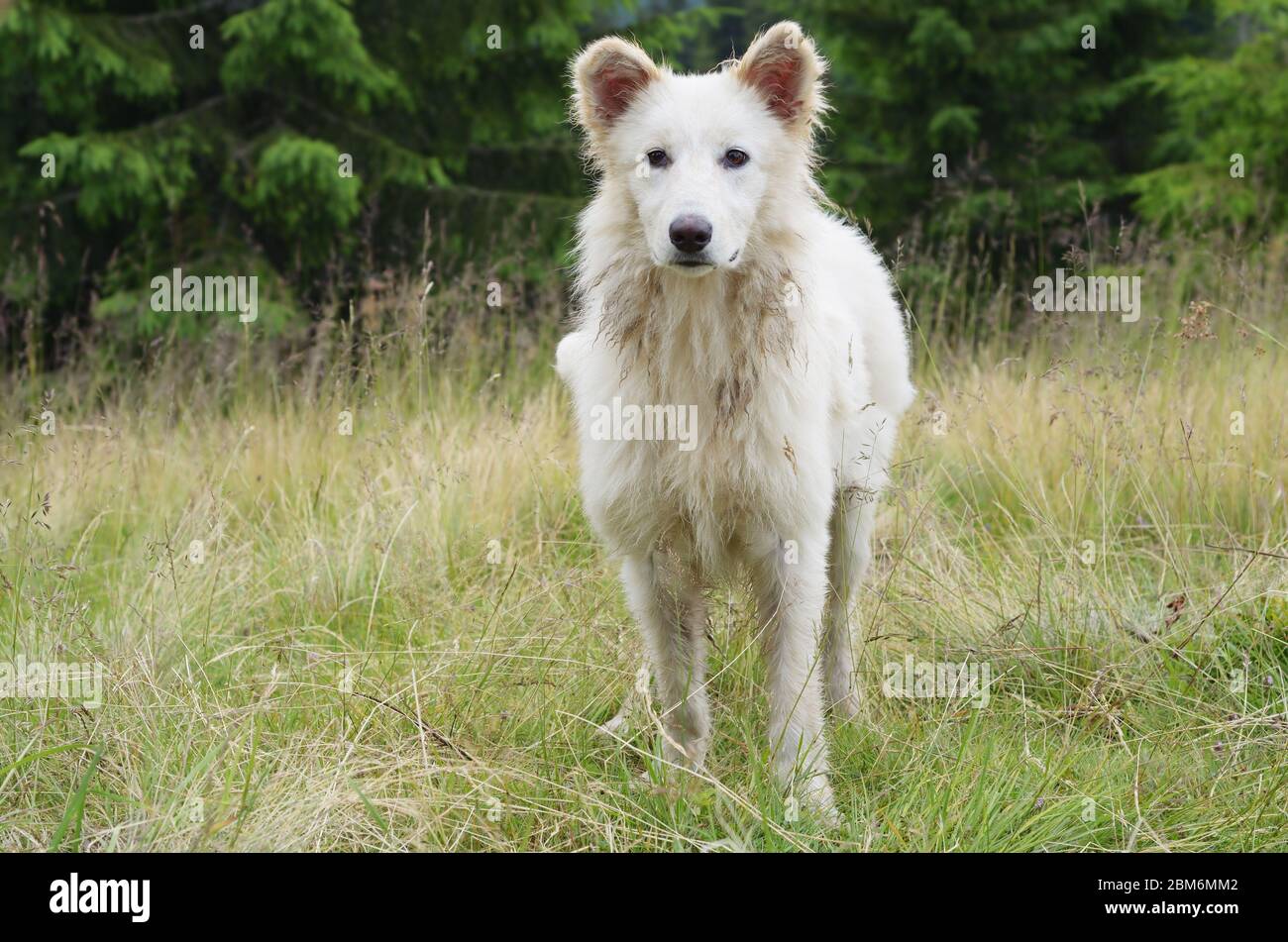 Chien blanc qui garde le troupeau de moutons dans les montagnes Banque D'Images