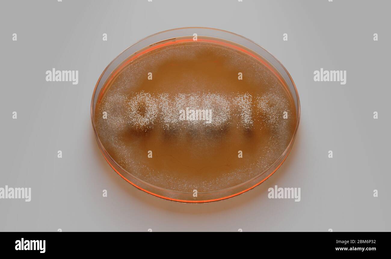 Un concept montrant les champignons qui poussent dans un milieu orange dans une boîte de Petri en épelant le mot Covid-19 - rendu 3D Banque D'Images