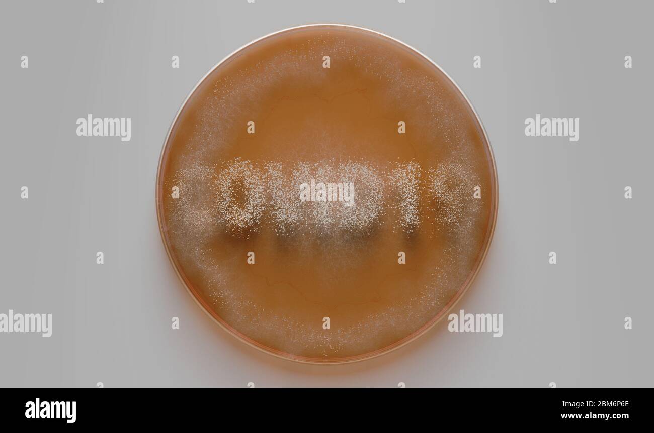 Un concept montrant les champignons qui poussent dans un milieu orange dans une boîte de Petri en épelant le mot Covid-19 - rendu 3D Banque D'Images