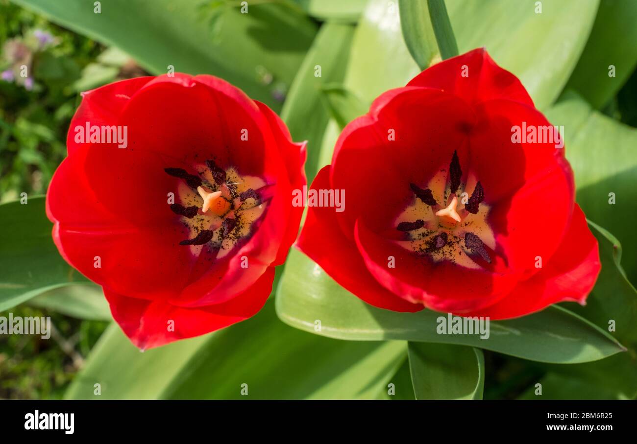 Tulipe du jardin rouge (Tulipa gesneriana) vue d'en haut Banque D'Images