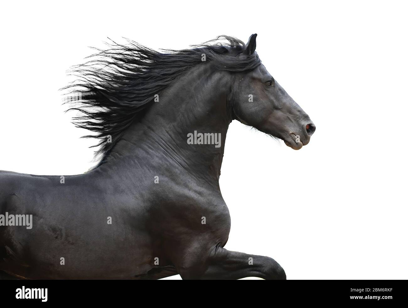 Galop de course Friesian cheval noir isolé sur le blanc Banque D'Images