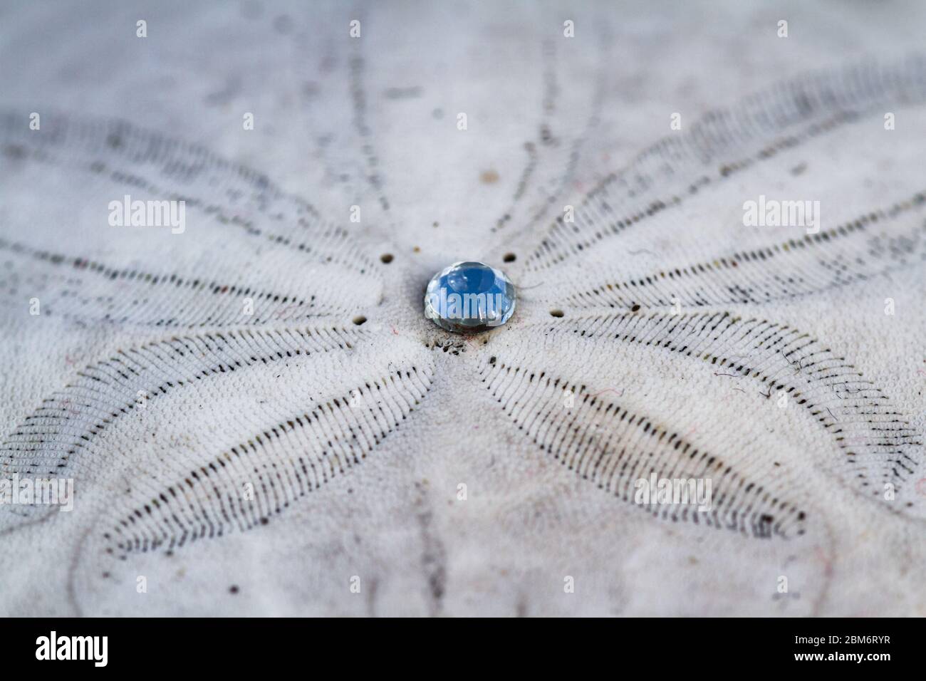 Gros plan sur un dollar de sable avec un petit bijou au milieu illuminant dans le soleil brillant Banque D'Images