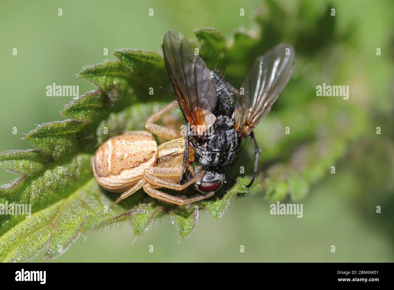 Araignée de crabe Xysticus ulmi avec proie - mouche Muscidae sp. Banque D'Images