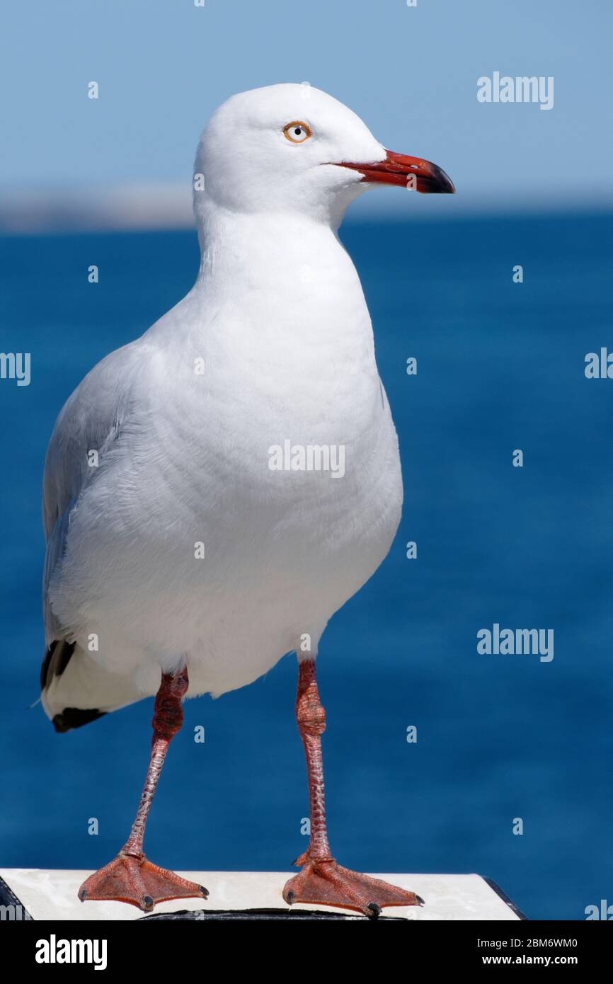 Mouette (Croicocephalus novaehollandiae) Portriture. Banque D'Images