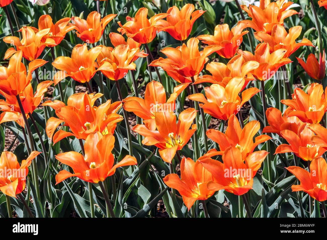Tulipe à fleurs Lily tulipes orange Tulipa 'Ballerina' Banque D'Images