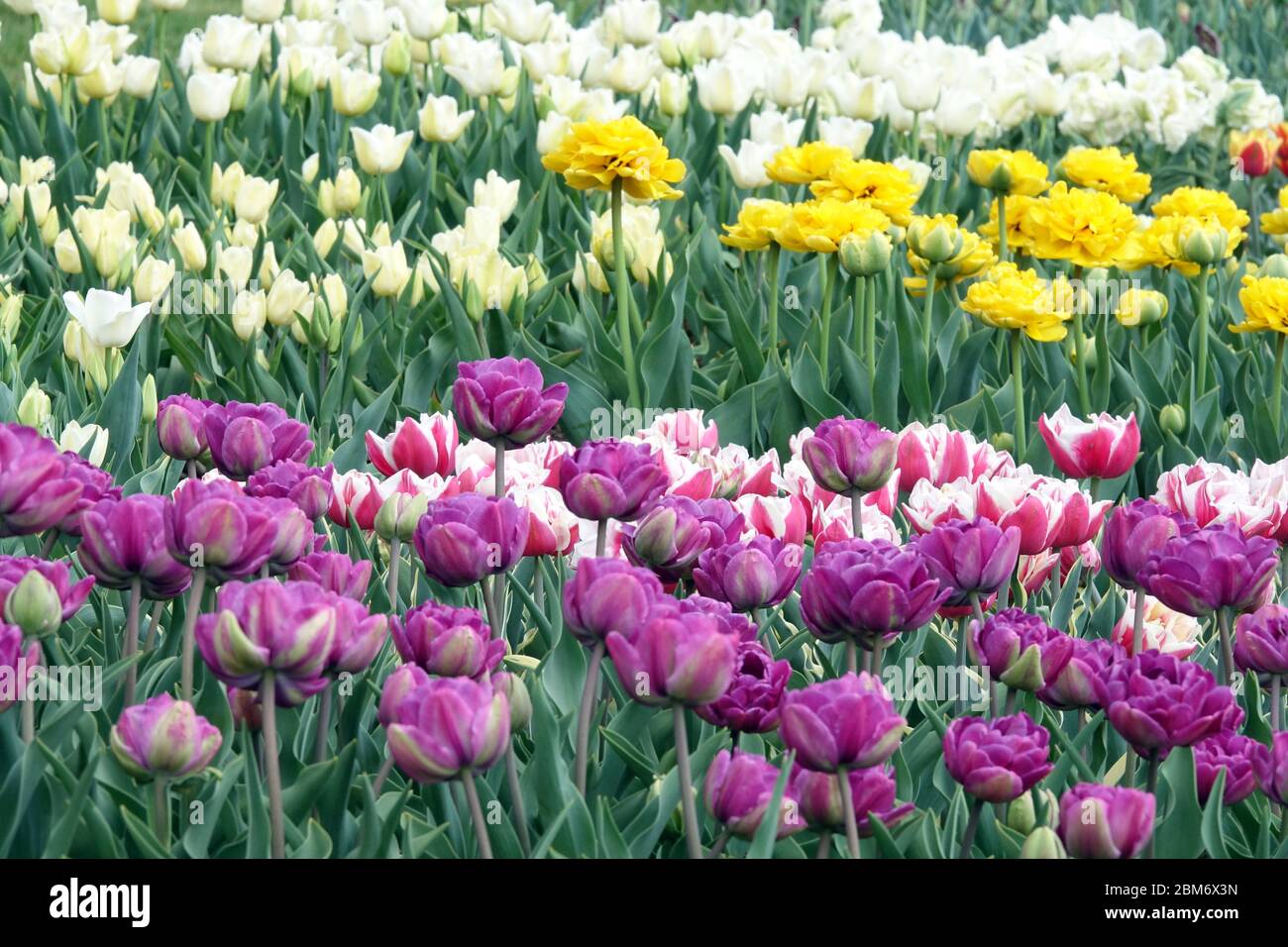 Tulipes colorées jardin fleur lit violet blanc jaune fleurs d'avril Banque D'Images