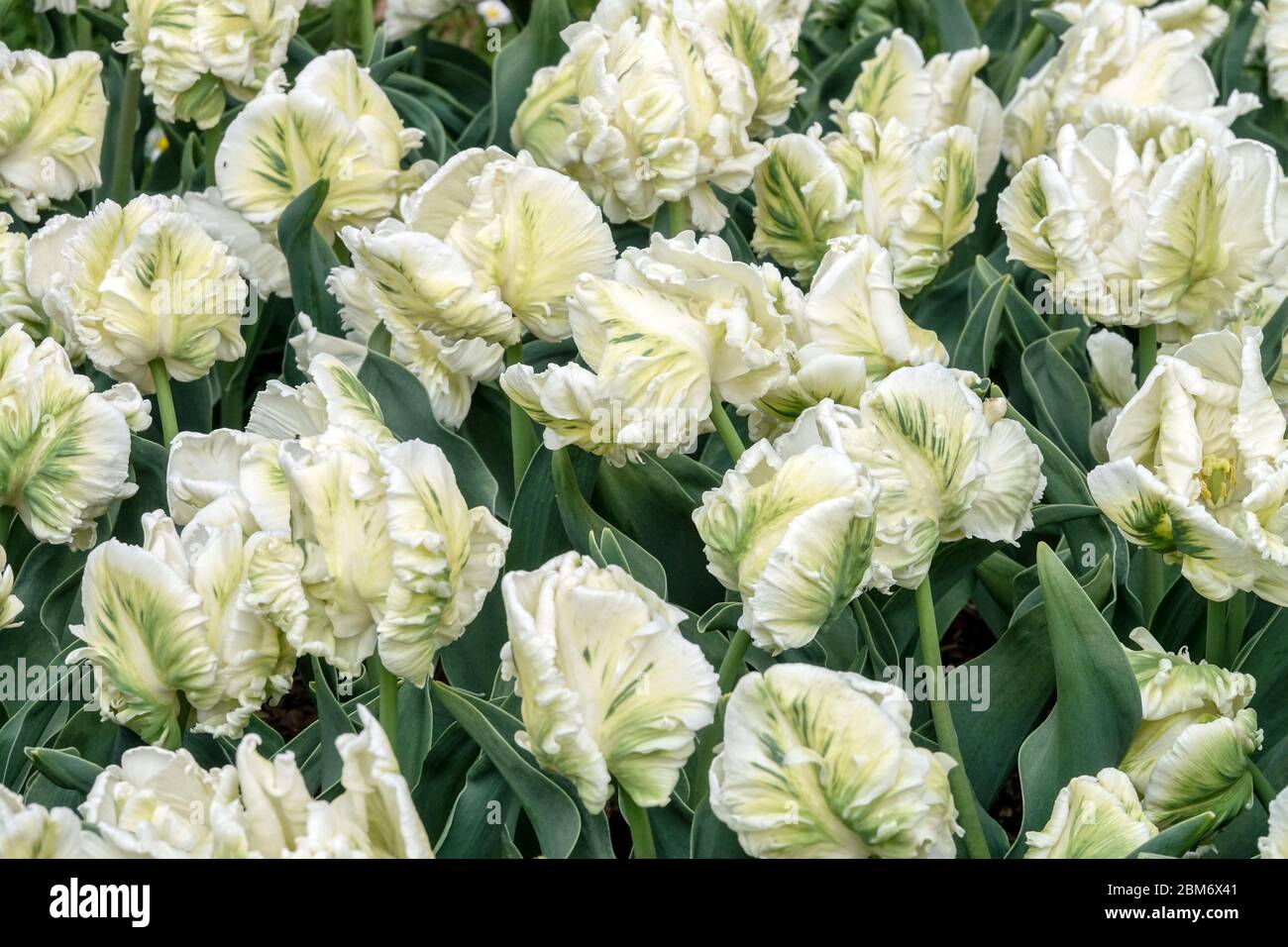 Tulipes blanches 'Super Parrot' Parrot tulipe Tulipa Photo Stock - Alamy